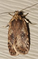 Agonopterix clemensella