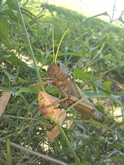 Tropidacris collaris