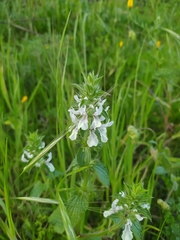 Stachydeae