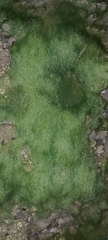 Ulva intestinalis