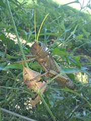 Tropidacris collaris