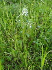 Stachydeae