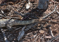 Ctenosaura macrolopha