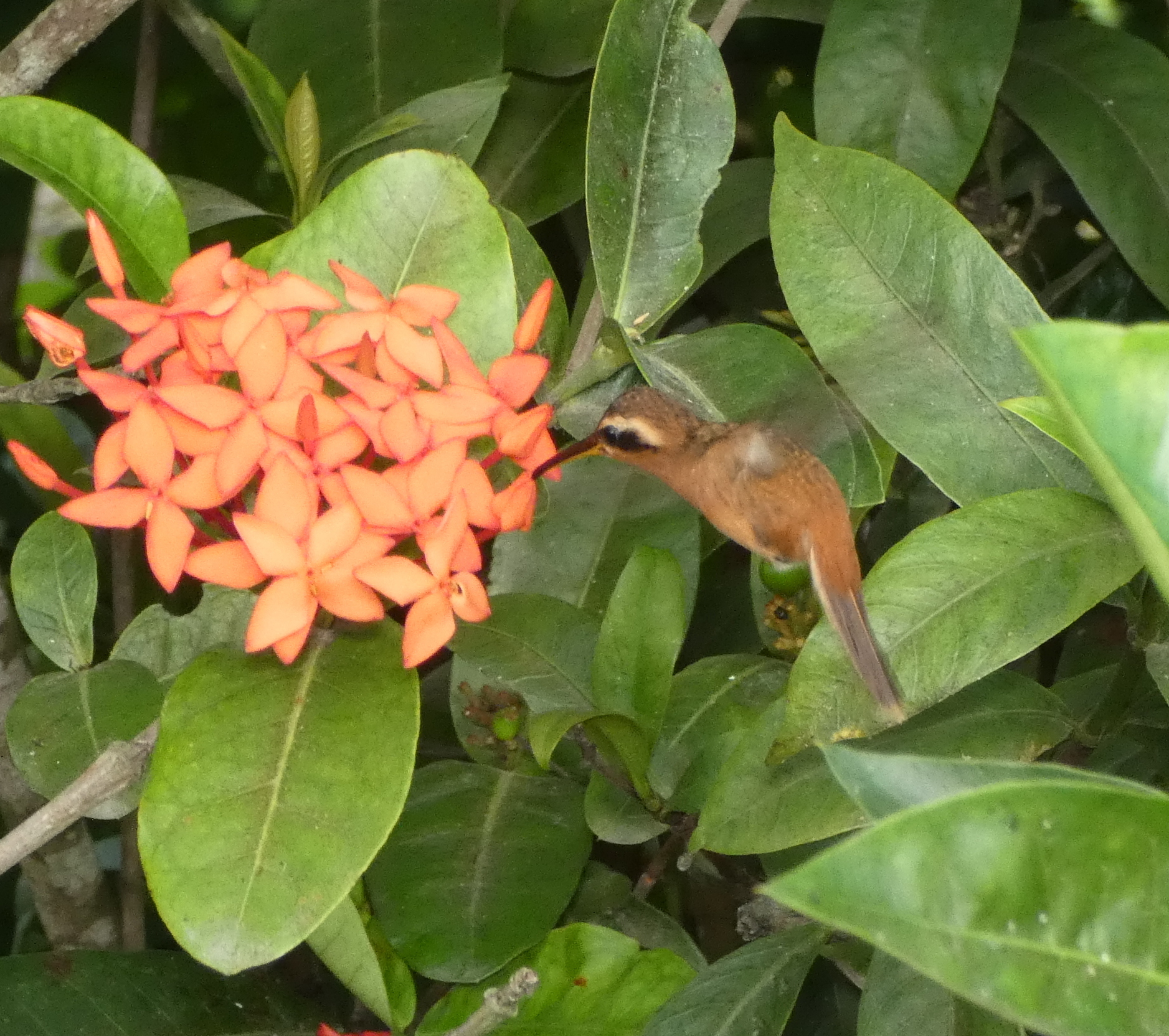 Reddish Hermit (Phaethornis ruber)