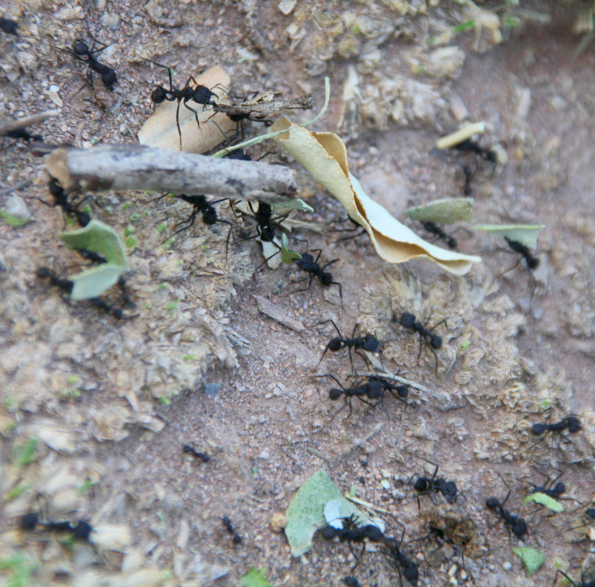 Acromyrmex lobicornis