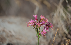 Alstroemeria revoluta