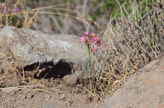 Alstroemeria revoluta
