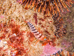 Notoclinops segmentatus