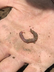 Lumbricus terrestris terrestris