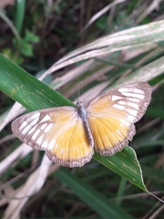 Mestra hersilia hersilia