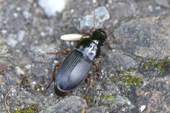 Harpalus latus