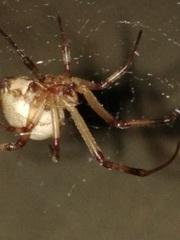 Latrodectus pallidus