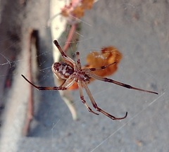 Latrodectus pallidus
