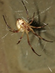 Latrodectus pallidus
