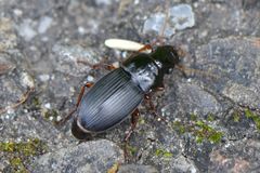 Harpalus latus