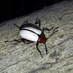 Poecilesthus suturalis