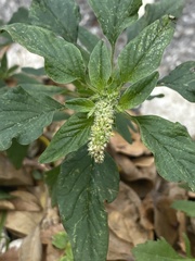 Amaranthus