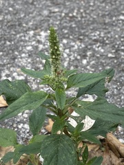 Amaranthus