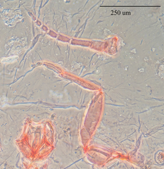 Pulvinaria floccifera