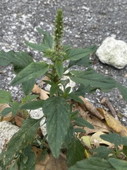Amaranthus
