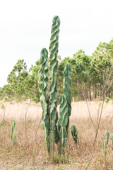 Cereus hexagonus