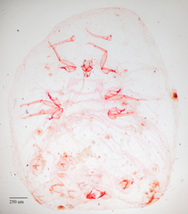 Pulvinaria floccifera