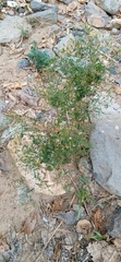 Brickellia diffusa