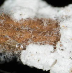 Pulvinaria floccifera