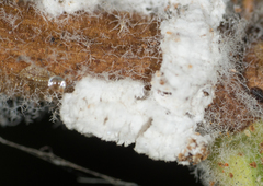 Pulvinaria floccifera