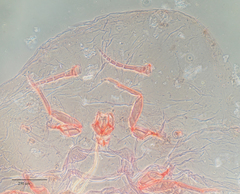 Pulvinaria floccifera