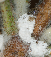 Pulvinaria floccifera