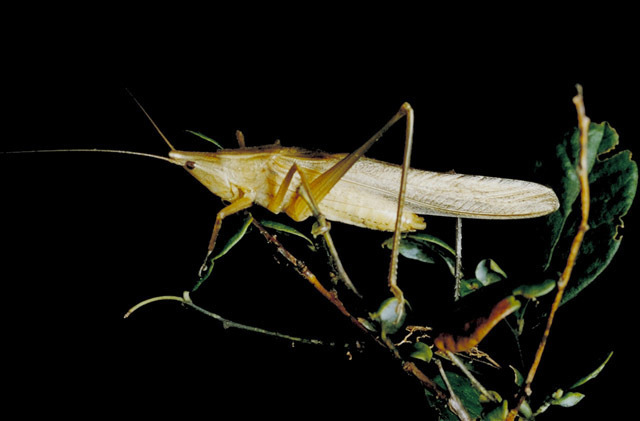 Neoconocephalus velox