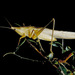 Neoconocephalus velox - Photo (c) Thomas J. Walker/Singing Insects of North America, algunos derechos reservados (CC BY-NC-SA)