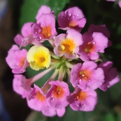 Lantana camara