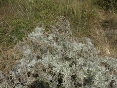 Image of Artemisia arborescens