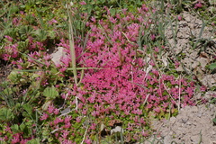 Lysimachia buxifolia