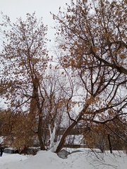 Acer negundo