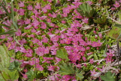 Lysimachia buxifolia