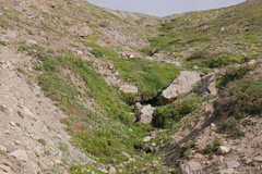 Lysimachia buxifolia