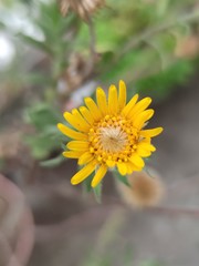 Heterotheca inuloides