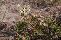 Ephedra frustillata