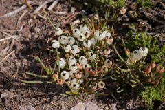 Ephedra frustillata