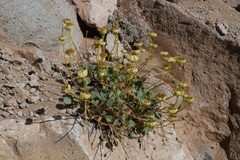 Pozoa coriacea