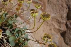 Pozoa coriacea