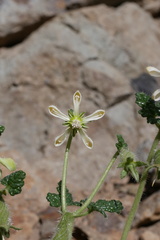 Blumenbachia prietea