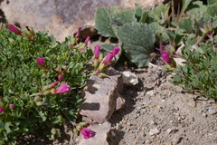 Oxalis squamata