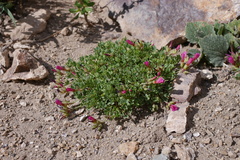 Oxalis squamata
