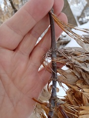 Acer negundo