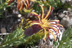 Mutisia linearifolia