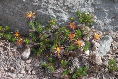 Mutisia linearifolia